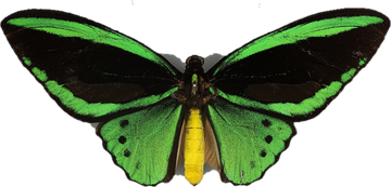 Green and black birdwing butterfly