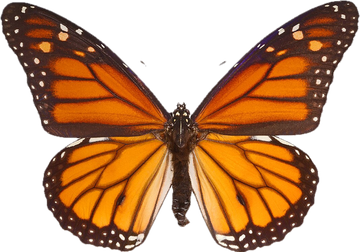 Orange monarch butterfly
