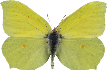 Yellow brimstone butterfly
