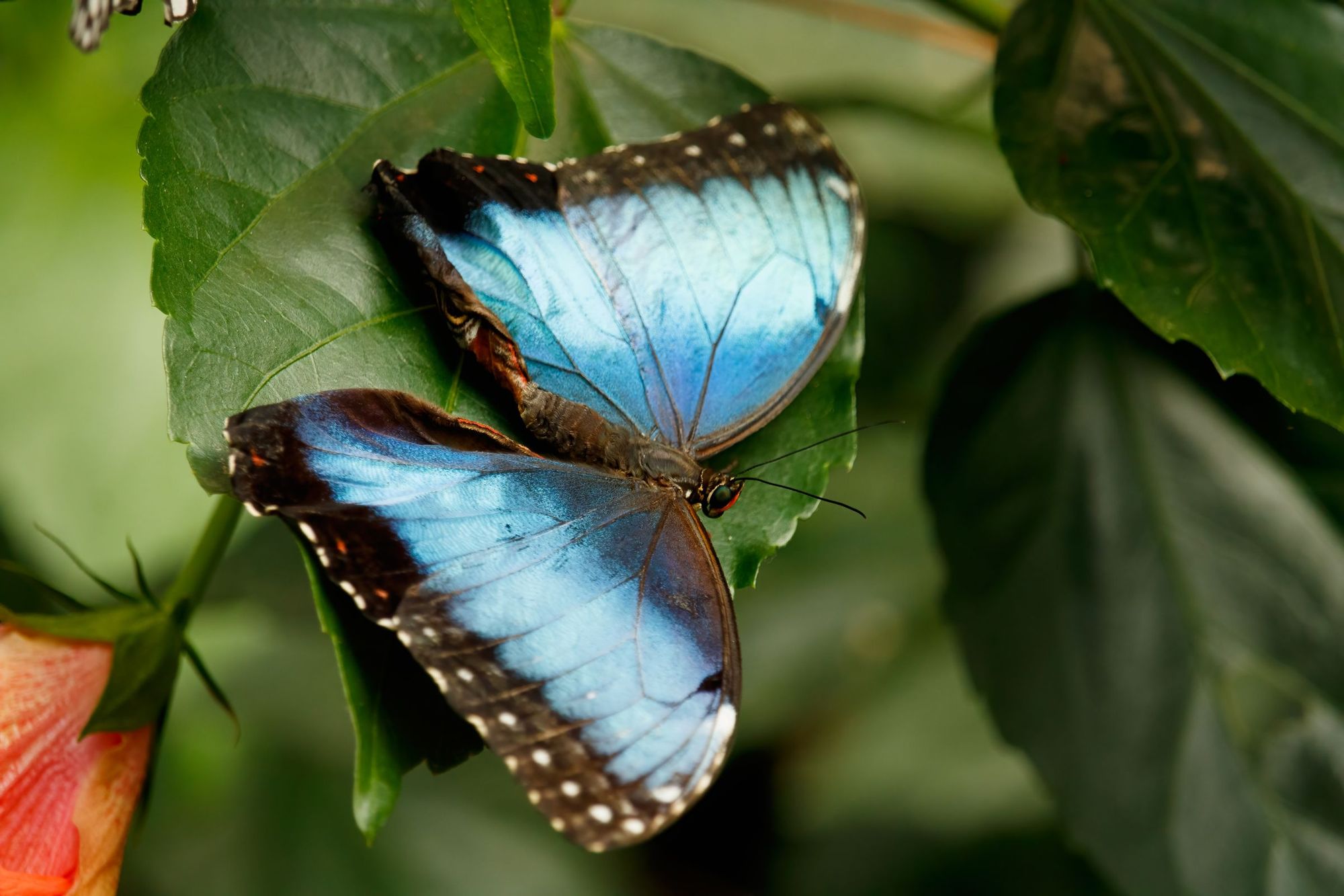 A blue morpho butterfly resting on green leaves