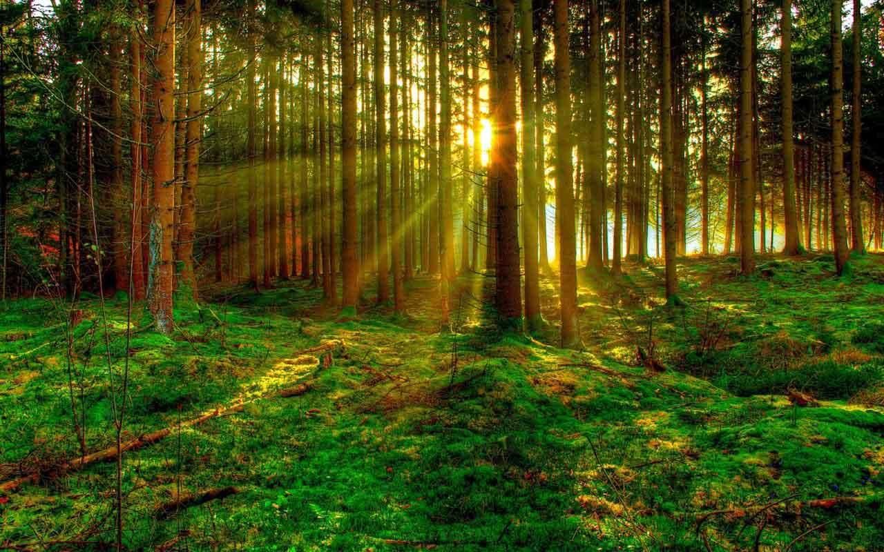 Sunlight streaming through a forest