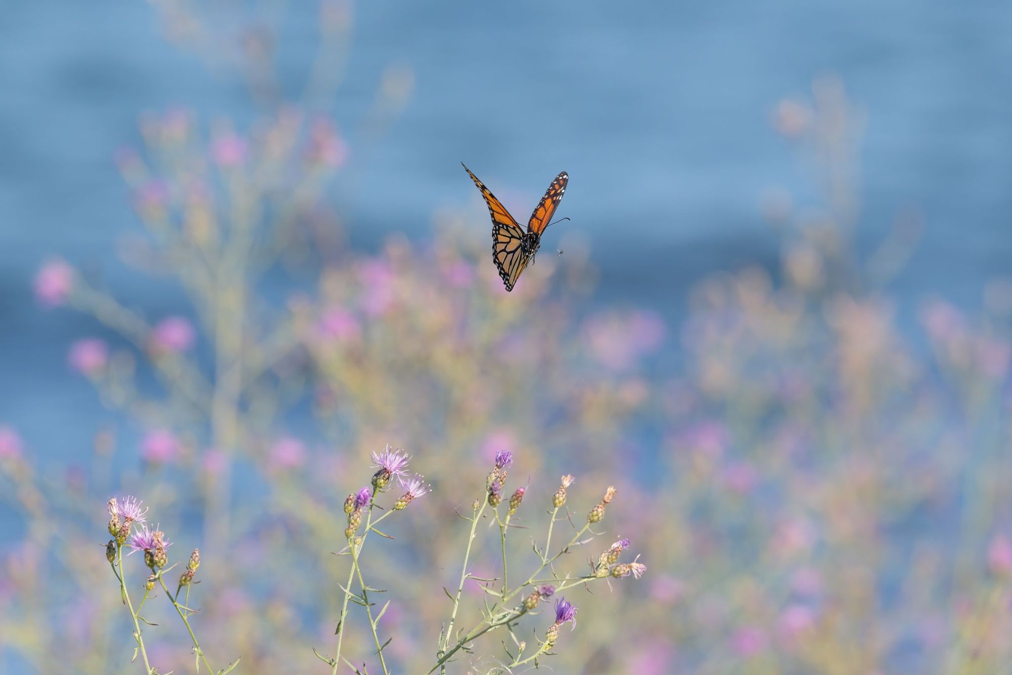 A monarch butterfly flying over wildflowers